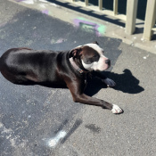 Jasmine, a Brown - White Pit Bull - Mix Dog