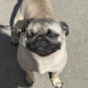 %name%, a %color% %breed% %type%