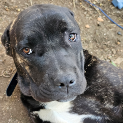 %name%, a %color% %breed% %type%