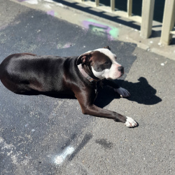 {petName}, a Brown - White Pit Bull - Mix Dog